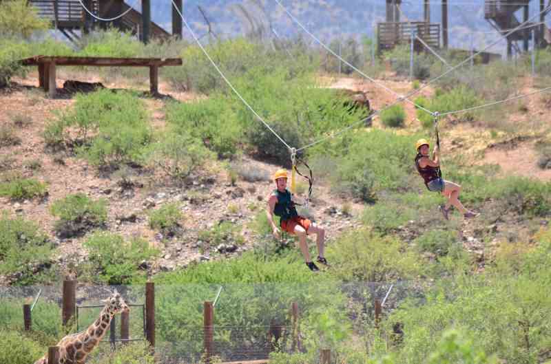 A man and woman zip lining simultaneously over a giraffe