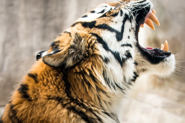 A tiger yawning