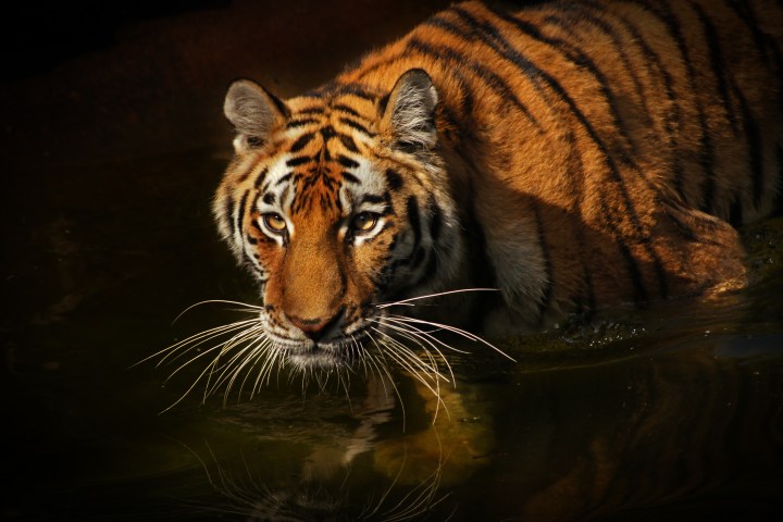 A tiger wading in water