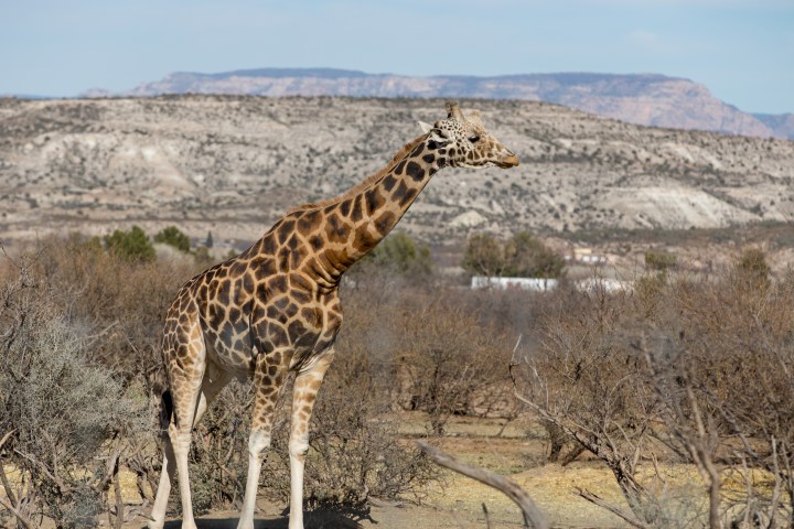A giraffe from the Out of Africa Wildlife Park