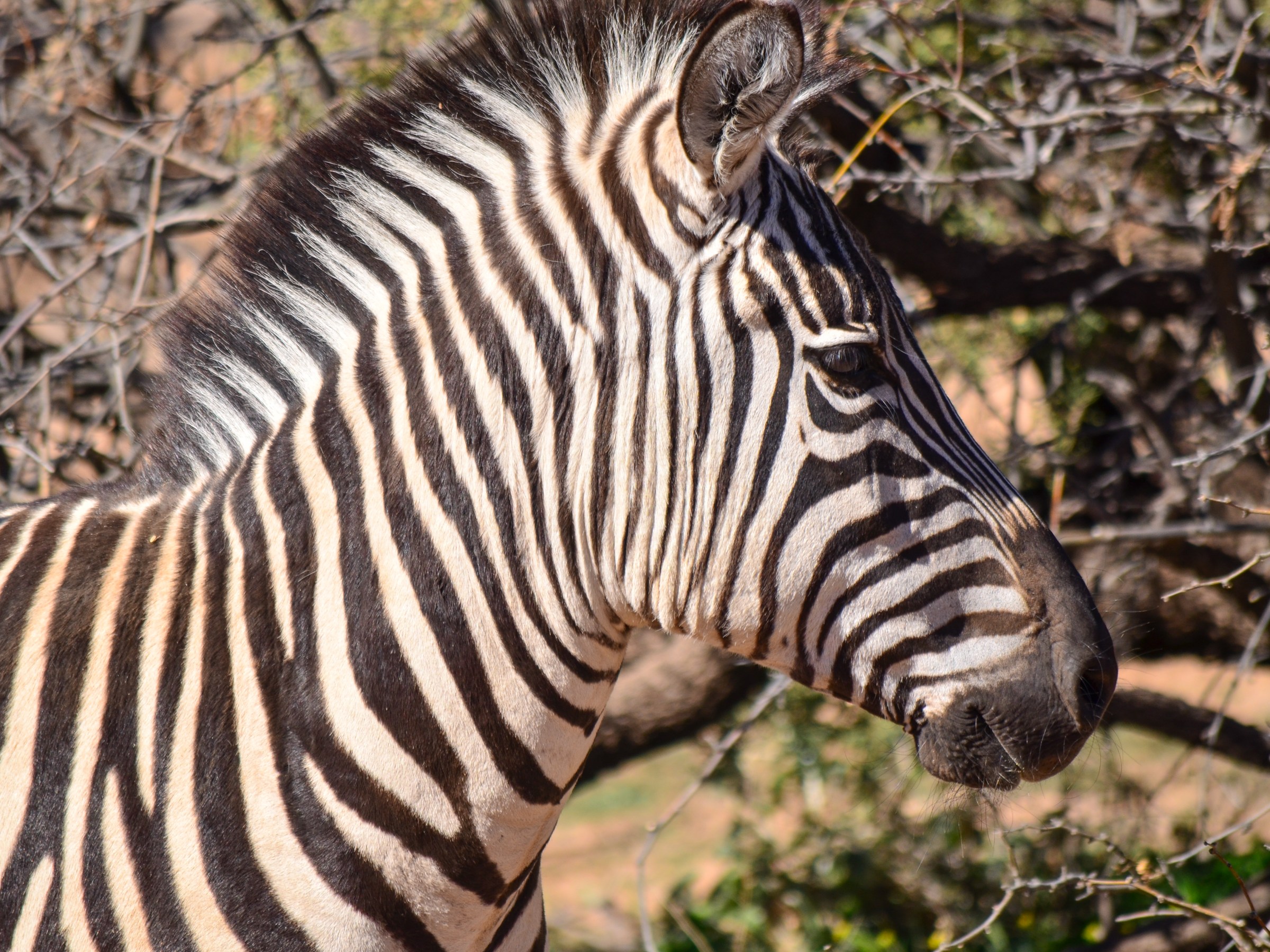 A Zebra